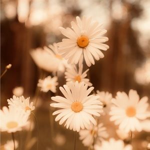 Meet your Posher, Bella